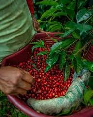 Ethiopian Guji Buku Sayasa Grade 1 - SUPERNATURAL