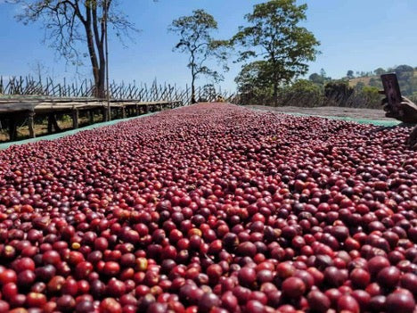Ethiopian Guji Buku Sayasa Grade 1 - SUPERNATURAL