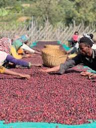 Ethiopian Guji Buku Sayasa Grade 1 - SUPERNATURAL