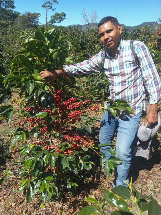Honduras Finca Quebrada Onda  - HONEY