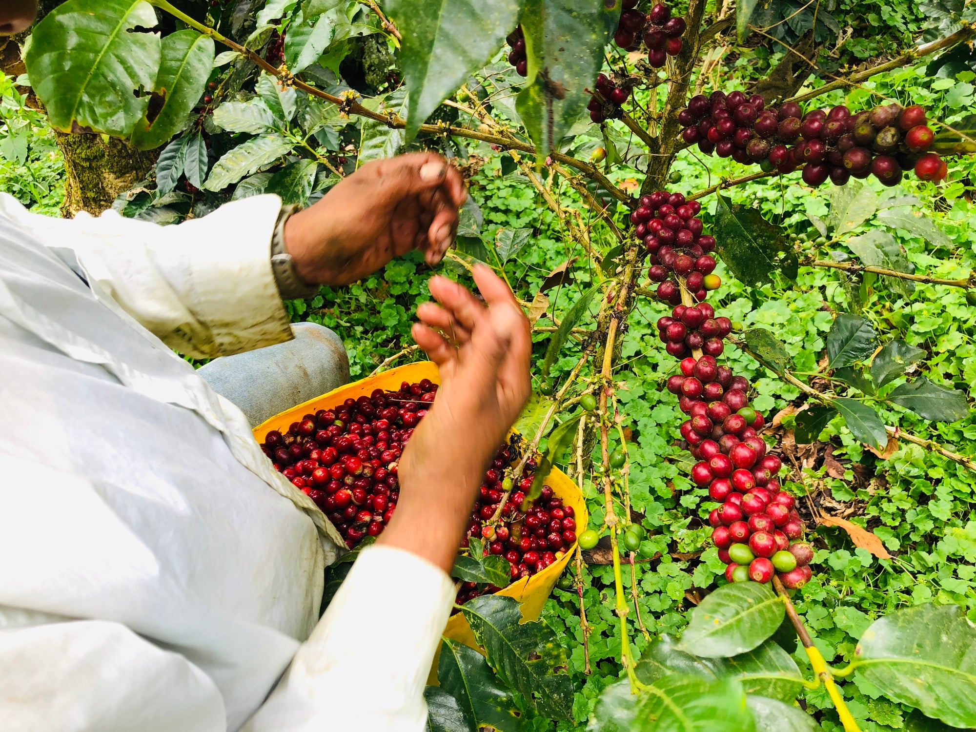 Honduras Finca Quebrada Onda  - HONEY