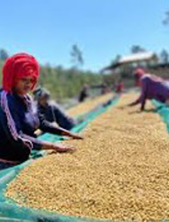 Ethiopian Guji Buku Sayasa Grade 1 - SUPERNATURAL