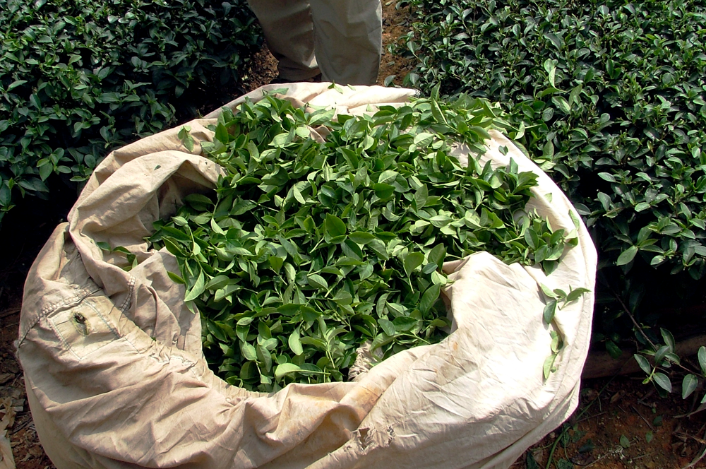 Oriental Beauty Oolong
