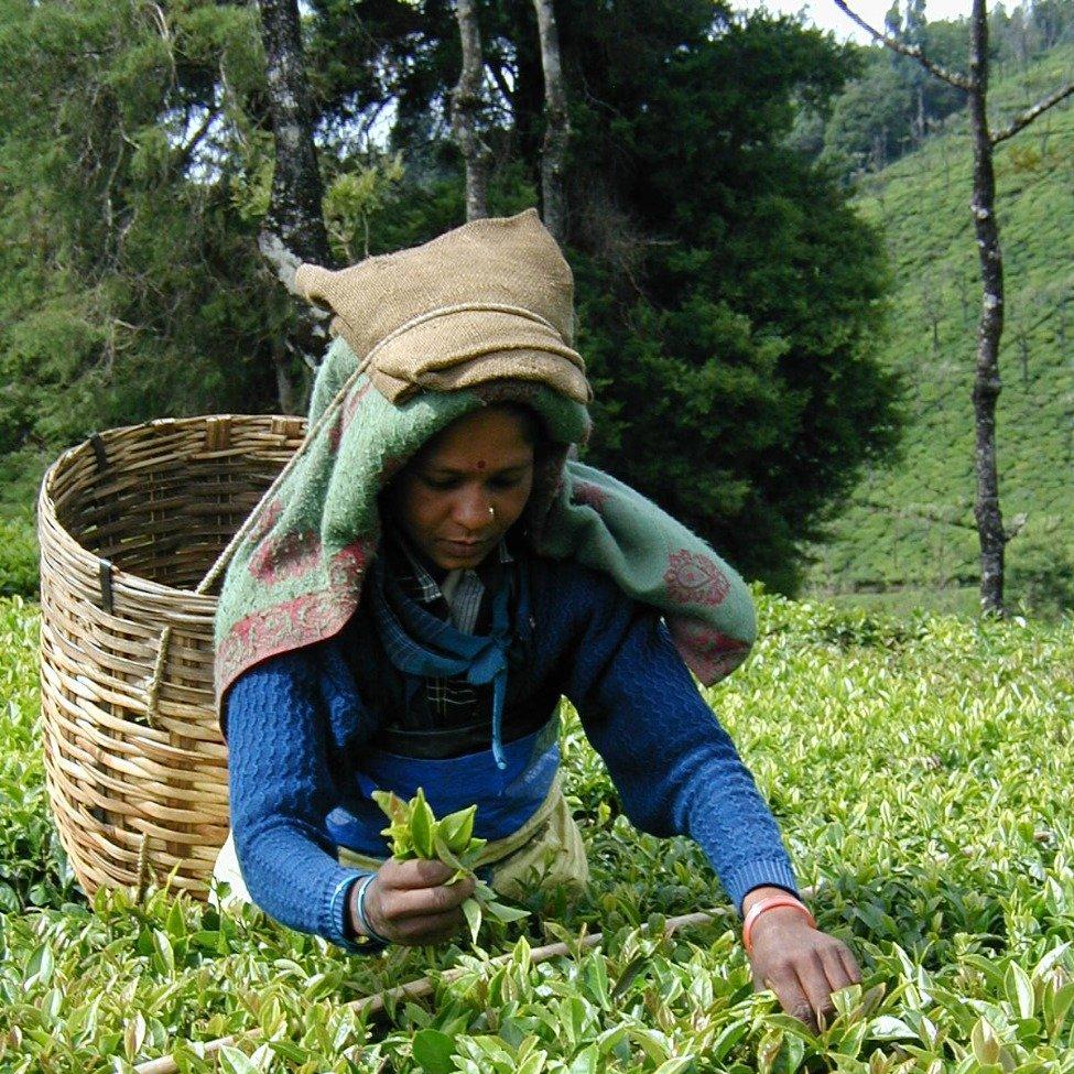 woman picking earl grey leaves