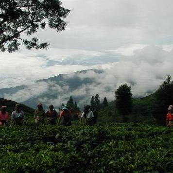 Darjeeling Gopaldhara Estate Fields