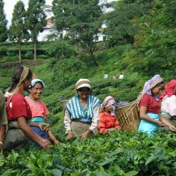 Darjeeling Gopaldhara Estate Workers