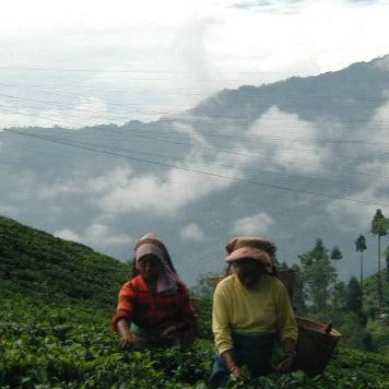 Darjeeling Gopaldhara Estate