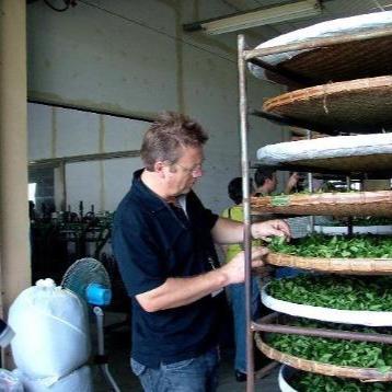 man sorting through Four Seasons Jade Pouchong leaves