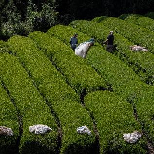 Tea Harvesting