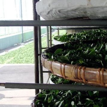 Imperial Jade Oolong leaves drying